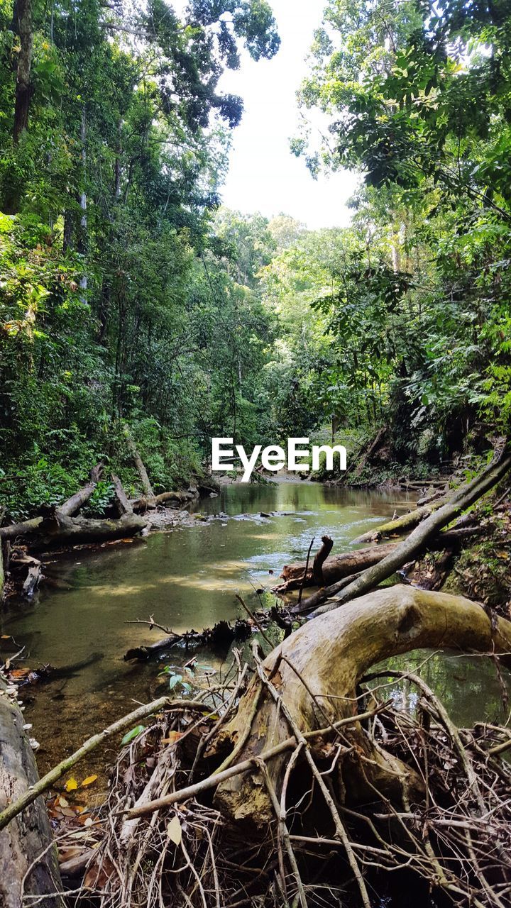 SCENIC VIEW OF FOREST AT SHORE