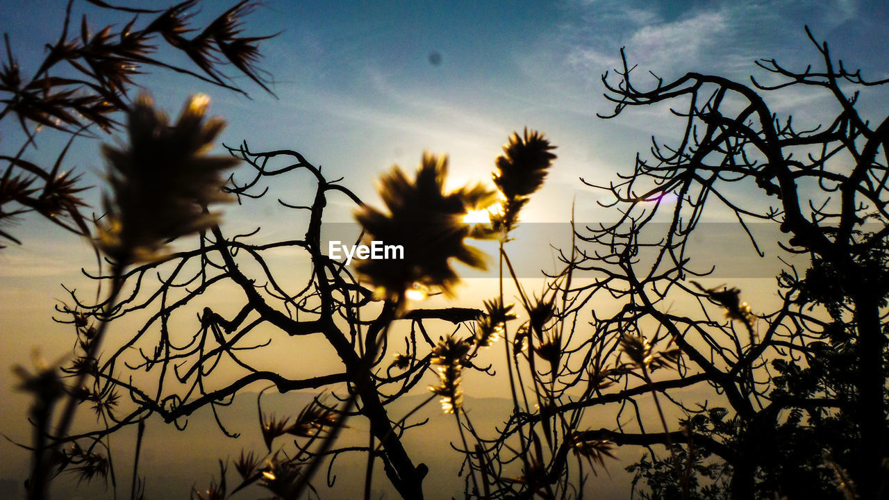 CLOSE-UP OF SILHOUETTE TREE AGAINST SKY