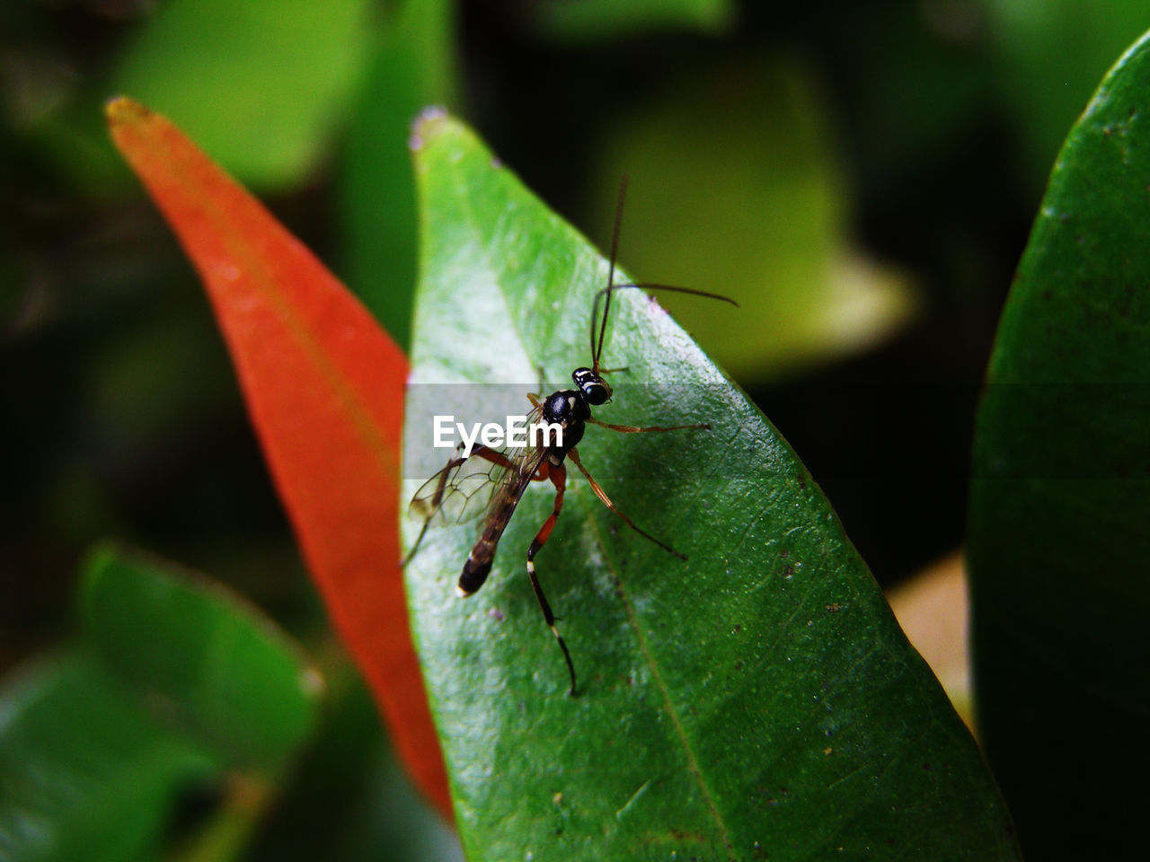 CLOSE-UP OF INSECT