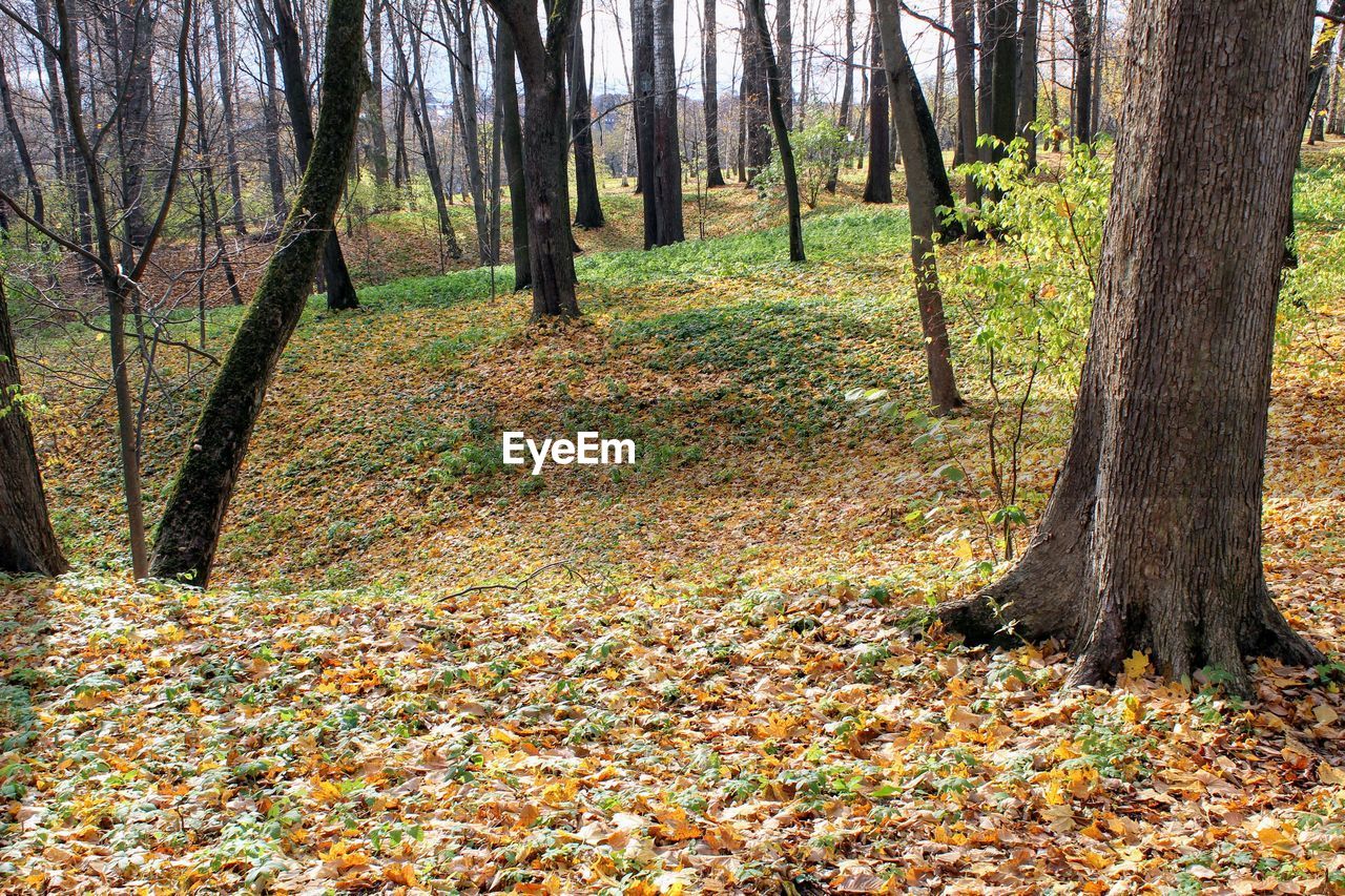 VIEW OF TREES IN FOREST