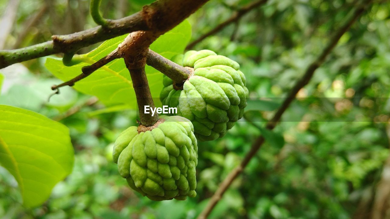 CLOSE-UP OF FRUIT TREE