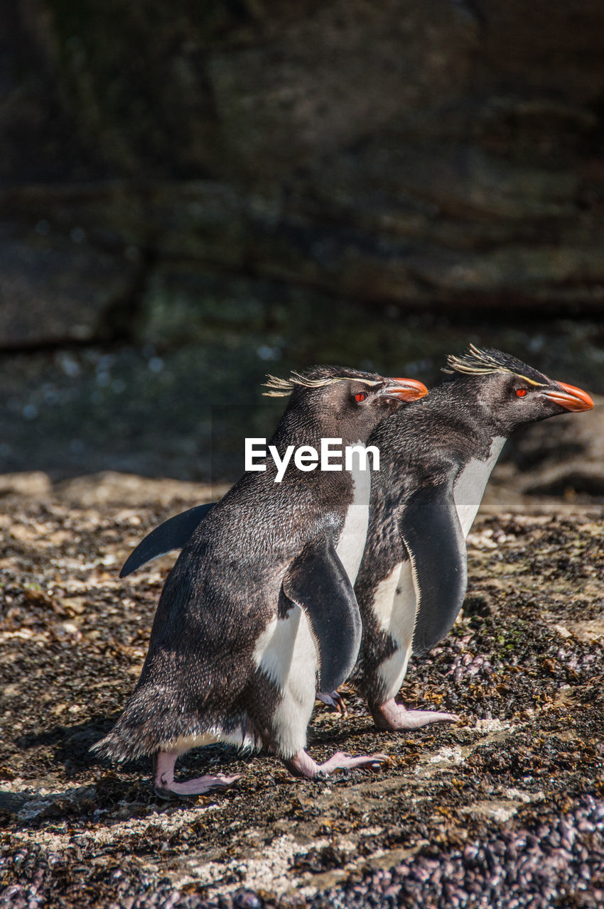 Two penguins walking