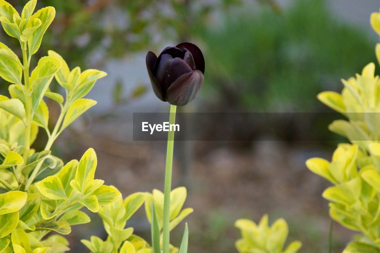 Close-up of flowering plant