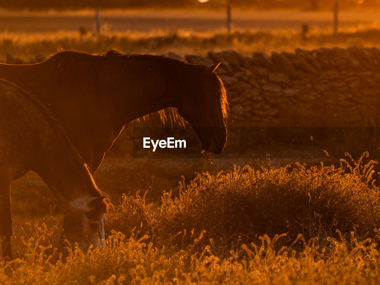 VIEW OF HORSE GRAZING ON FIELD DURING SUNSET