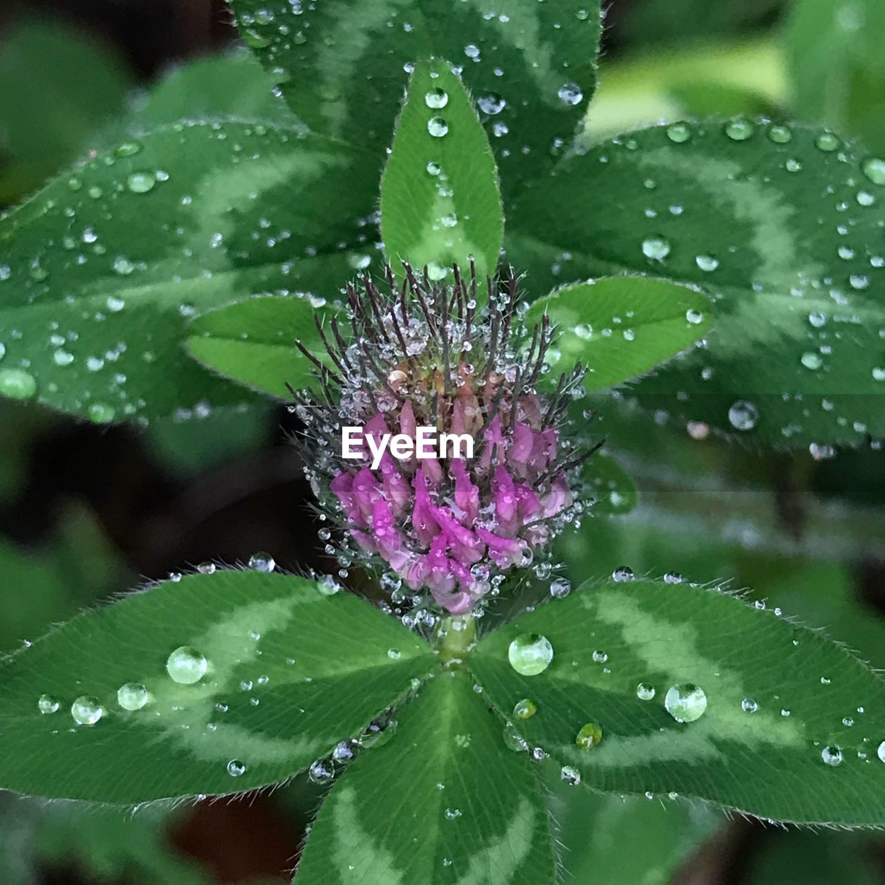 CLOSE-UP OF WET PURPLE FLOWERS IN WATER