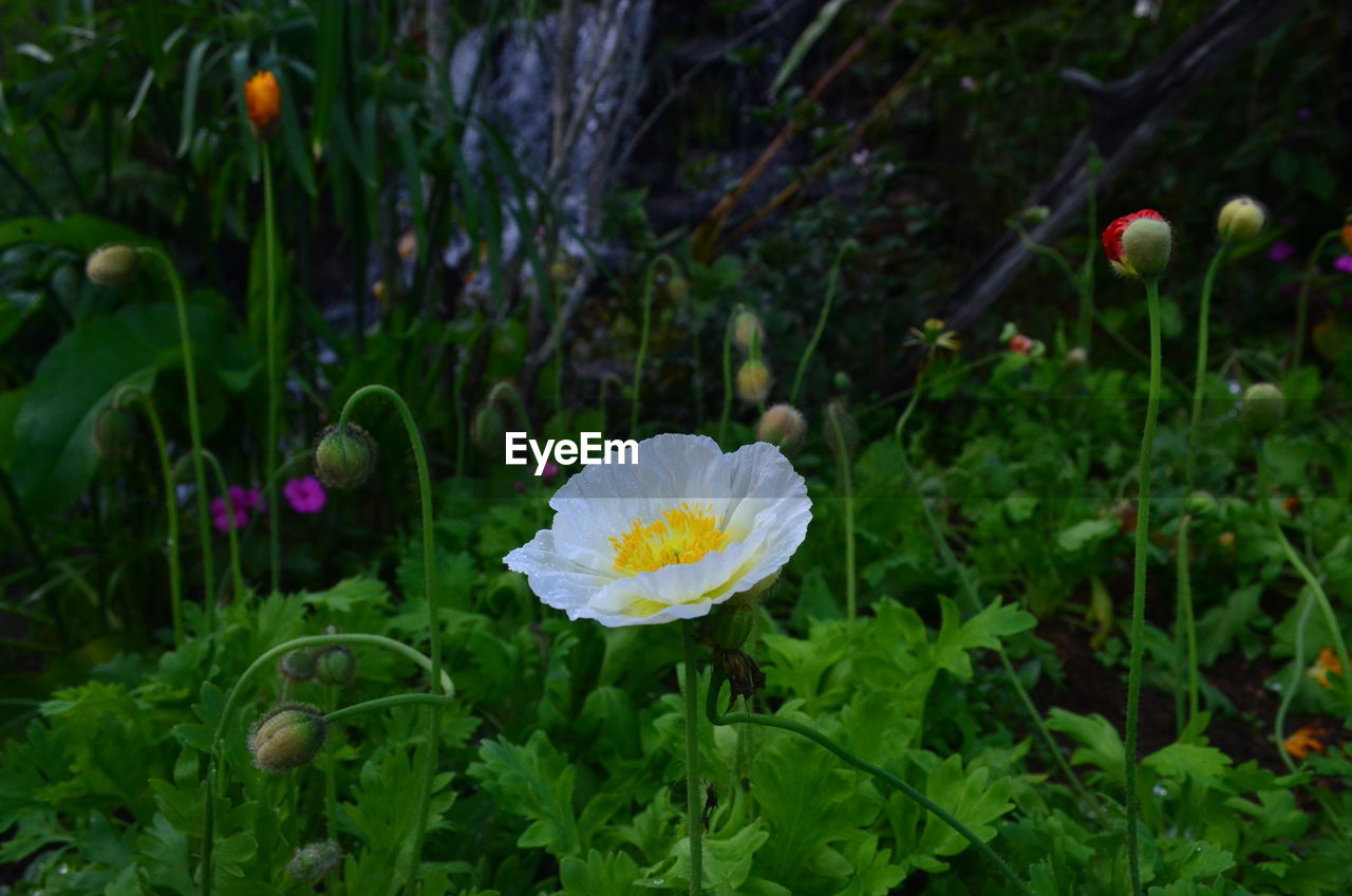 Close-up of flowering plant