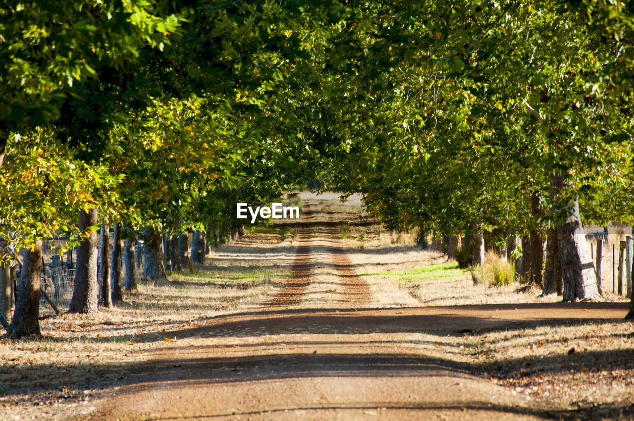 plant, tree, the way forward, nature, shadow, leaf, autumn, sunlight, growth, footpath, in a row, no people, diminishing perspective, treelined, day, green, road, garden, outdoors, beauty in nature, architecture, vanishing point, tranquility, land, landscape, transportation, park