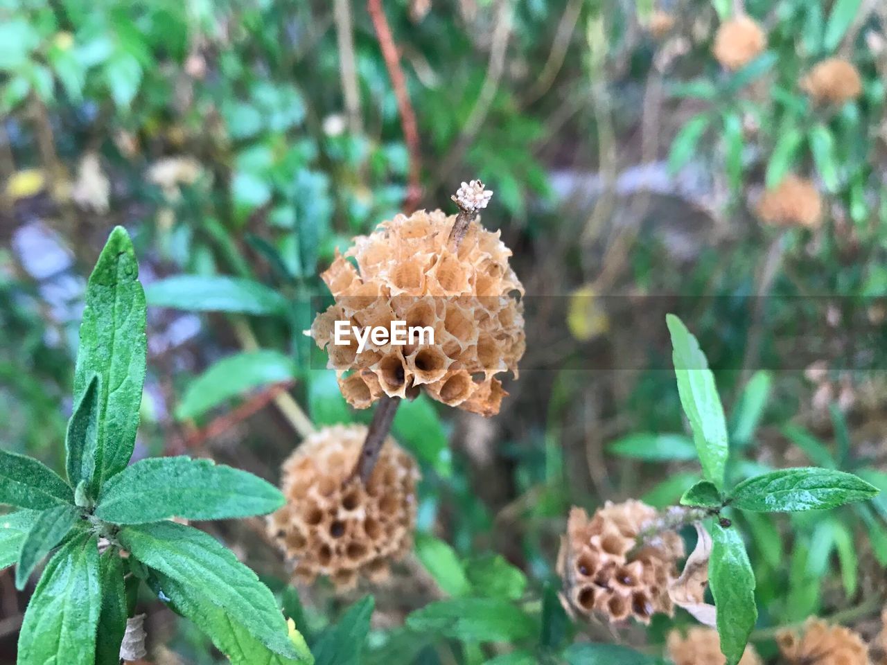 CLOSE-UP OF FLOWERS BLOOMING