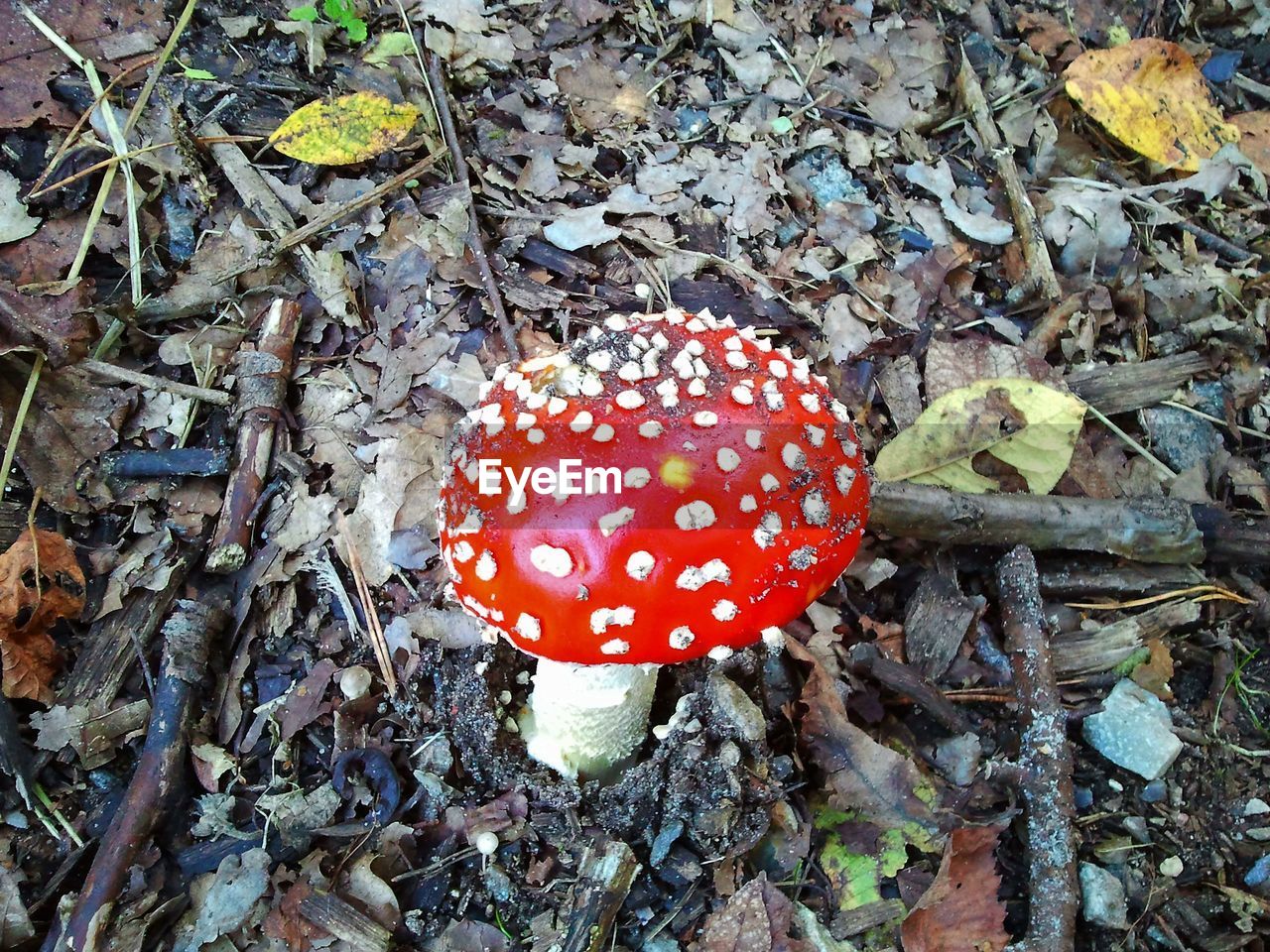 HIGH ANGLE VIEW OF RED MUSHROOM ON FIELD