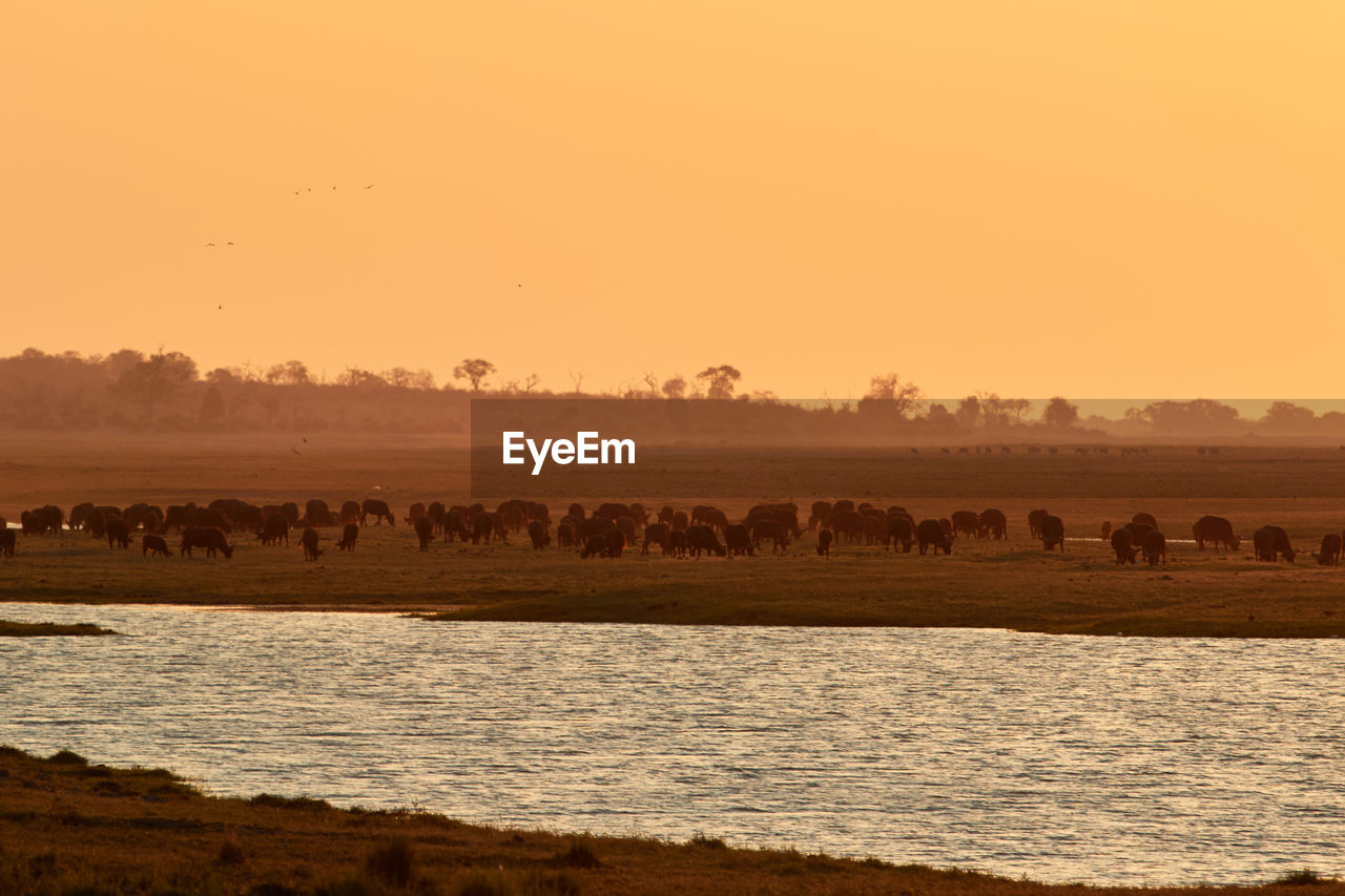 Mammals on field against clear sky during sunset