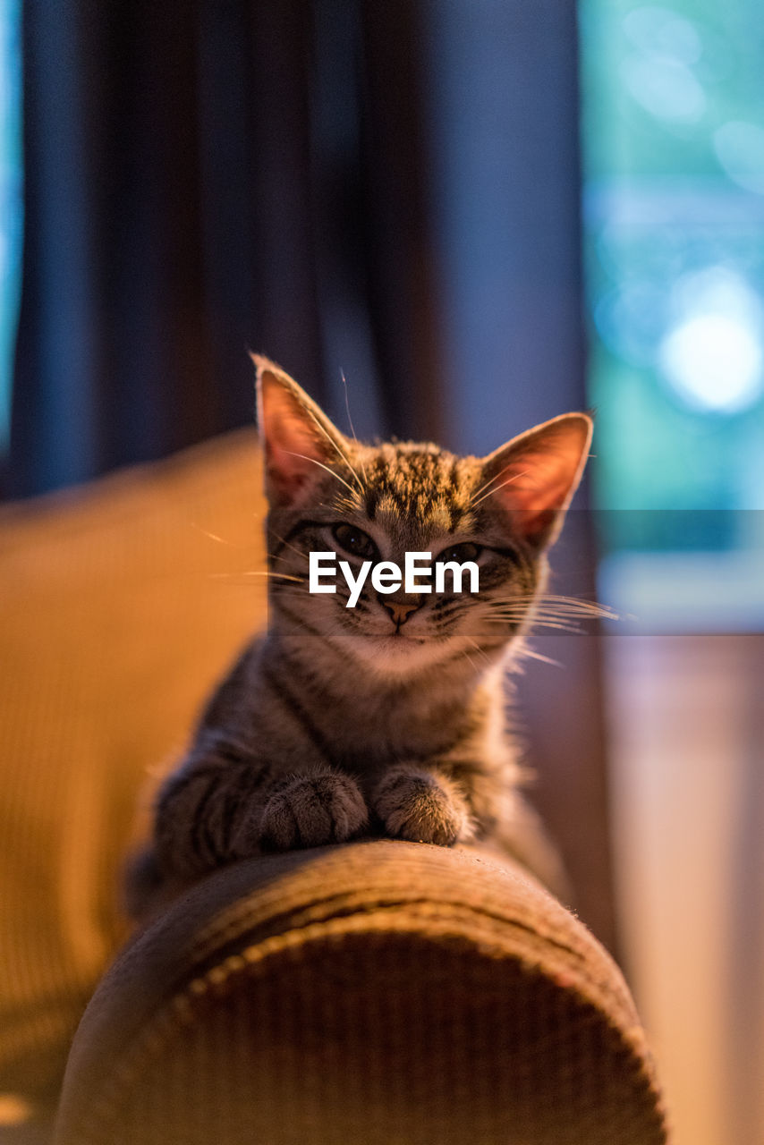 CLOSE-UP PORTRAIT OF CAT AT HOME