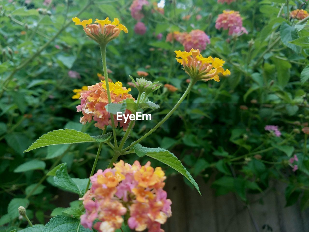 CLOSE-UP OF YELLOW FLOWERS