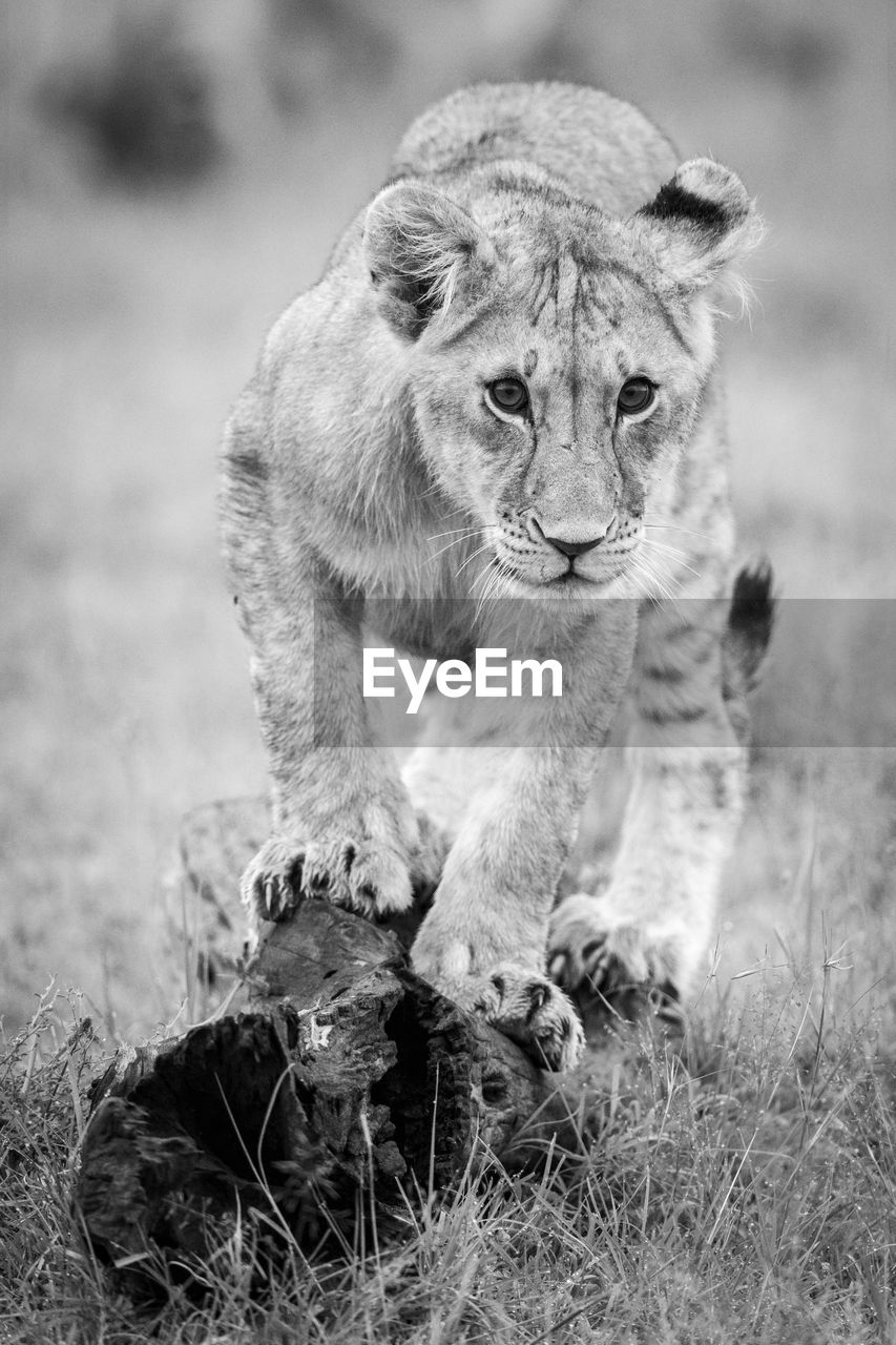 Mono lion cub stands on log staring