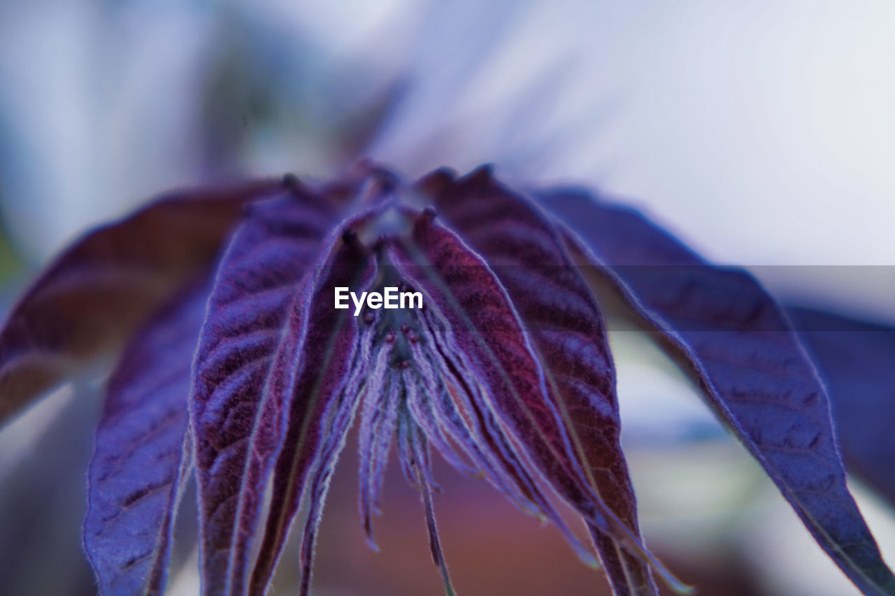 Close-up of wilted flower