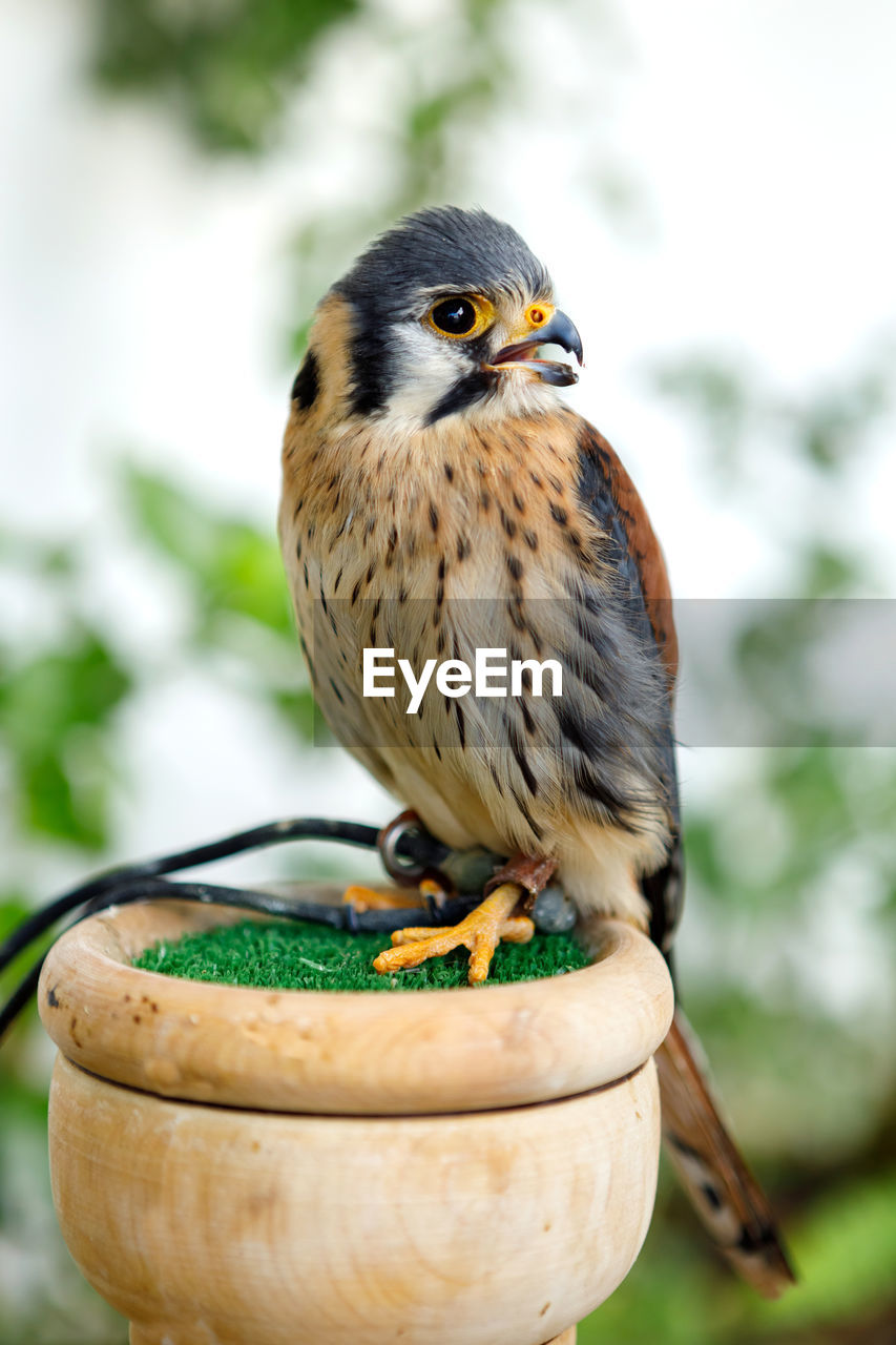 CLOSE-UP OF BIRD PERCHING ON A WOOD