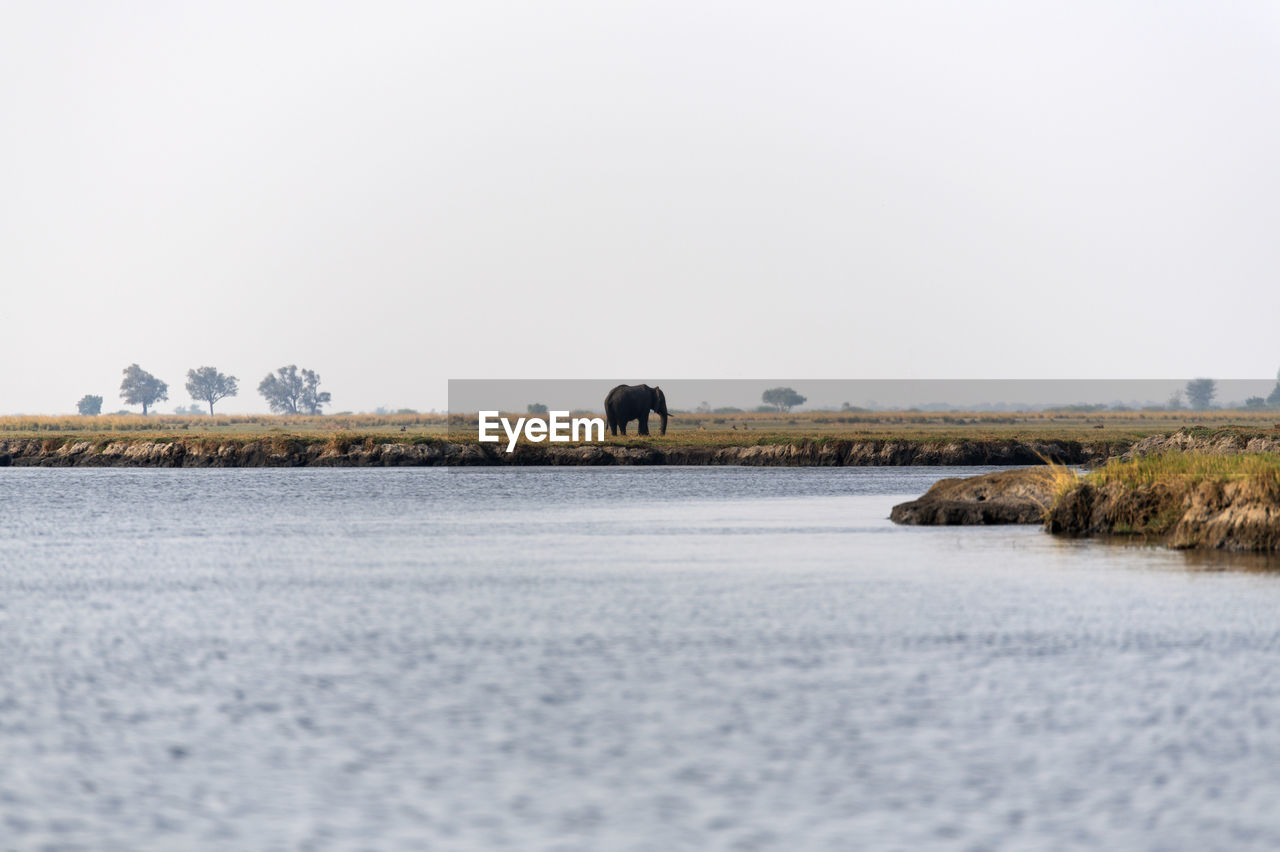 View of a lake with an elephant 
