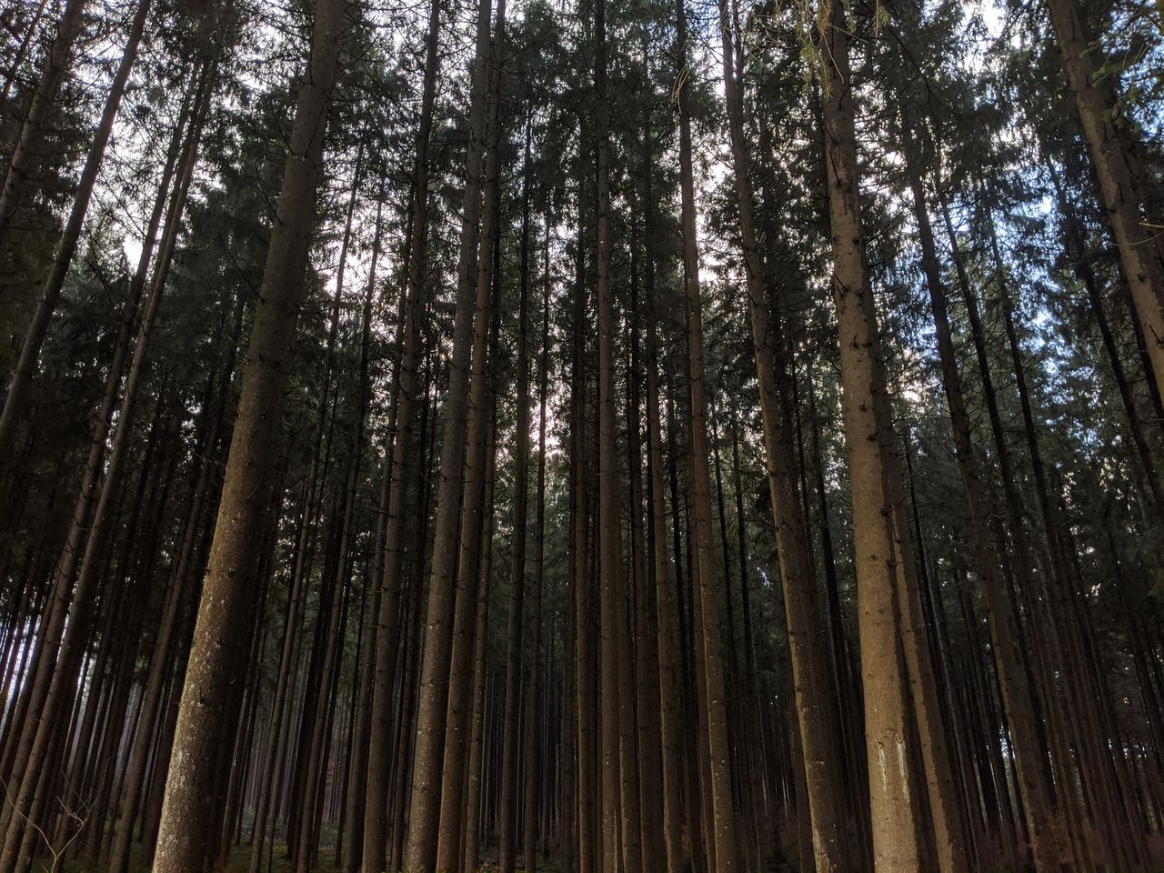 Low angle view of bamboo trees in forest