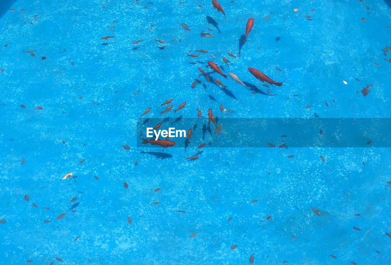 High angle view of red fishes in pond