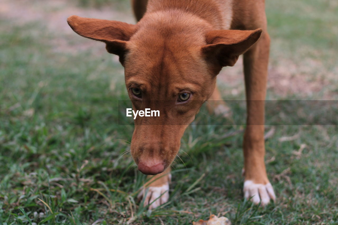 Portrait of dog on field