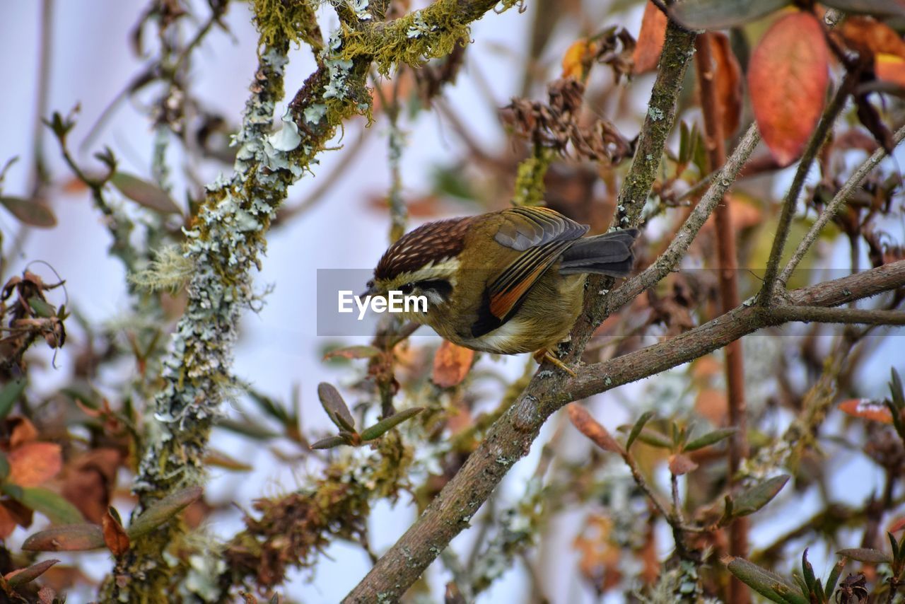 CLOSE-UP OF A BIRD PERCHING ON BRANCH