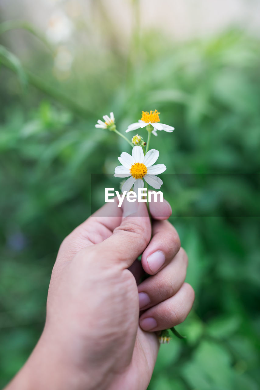 Close-up of hand holding flower