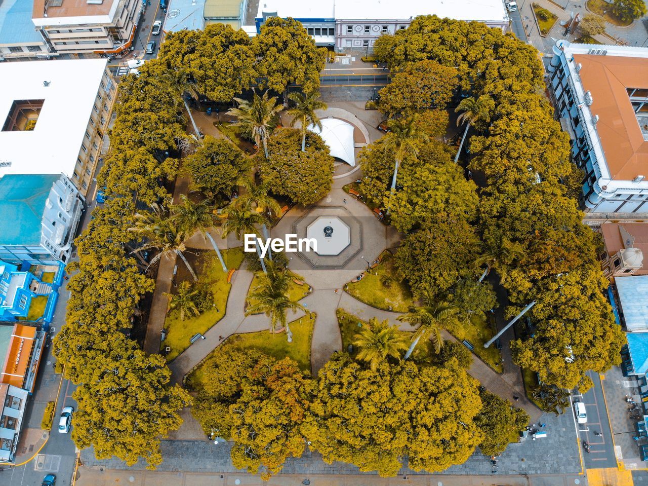 YELLOW FLOWERS ON TREE OUTSIDE BUILDING