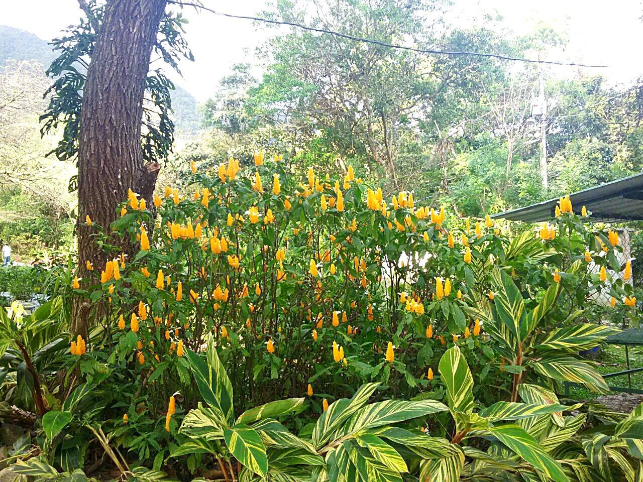 FLOWERS GROWING ON TREE