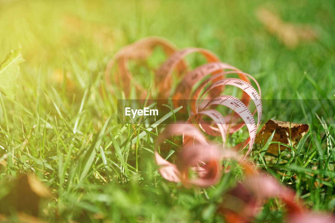 Close-up of mushroom growing on field