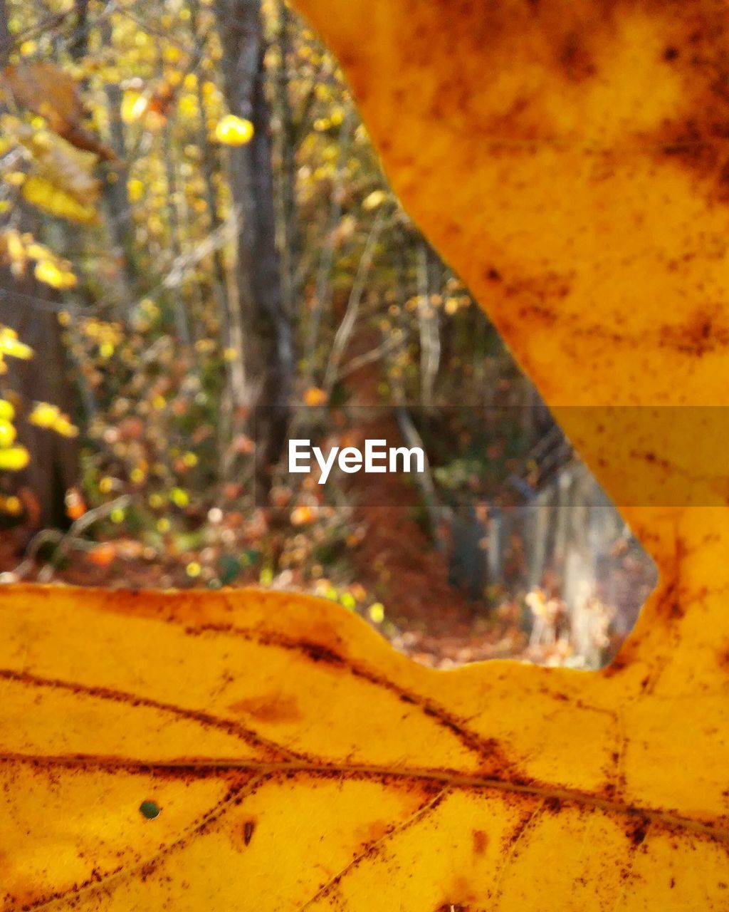 CLOSE-UP OF YELLOW LEAF