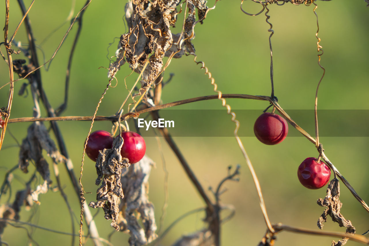 Close-up of cherries on tree