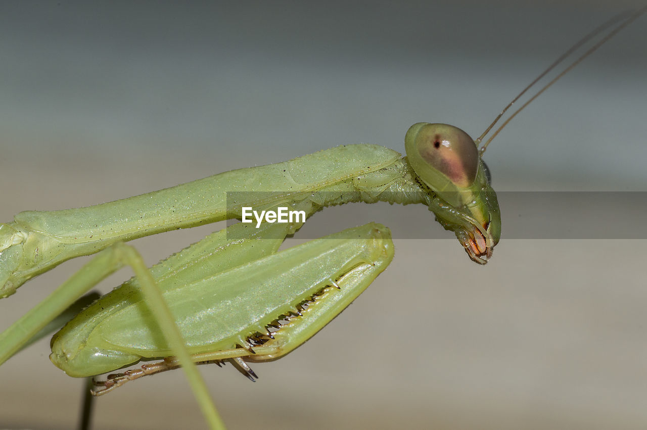 CLOSE-UP OF GREEN INSECT ON PLANT