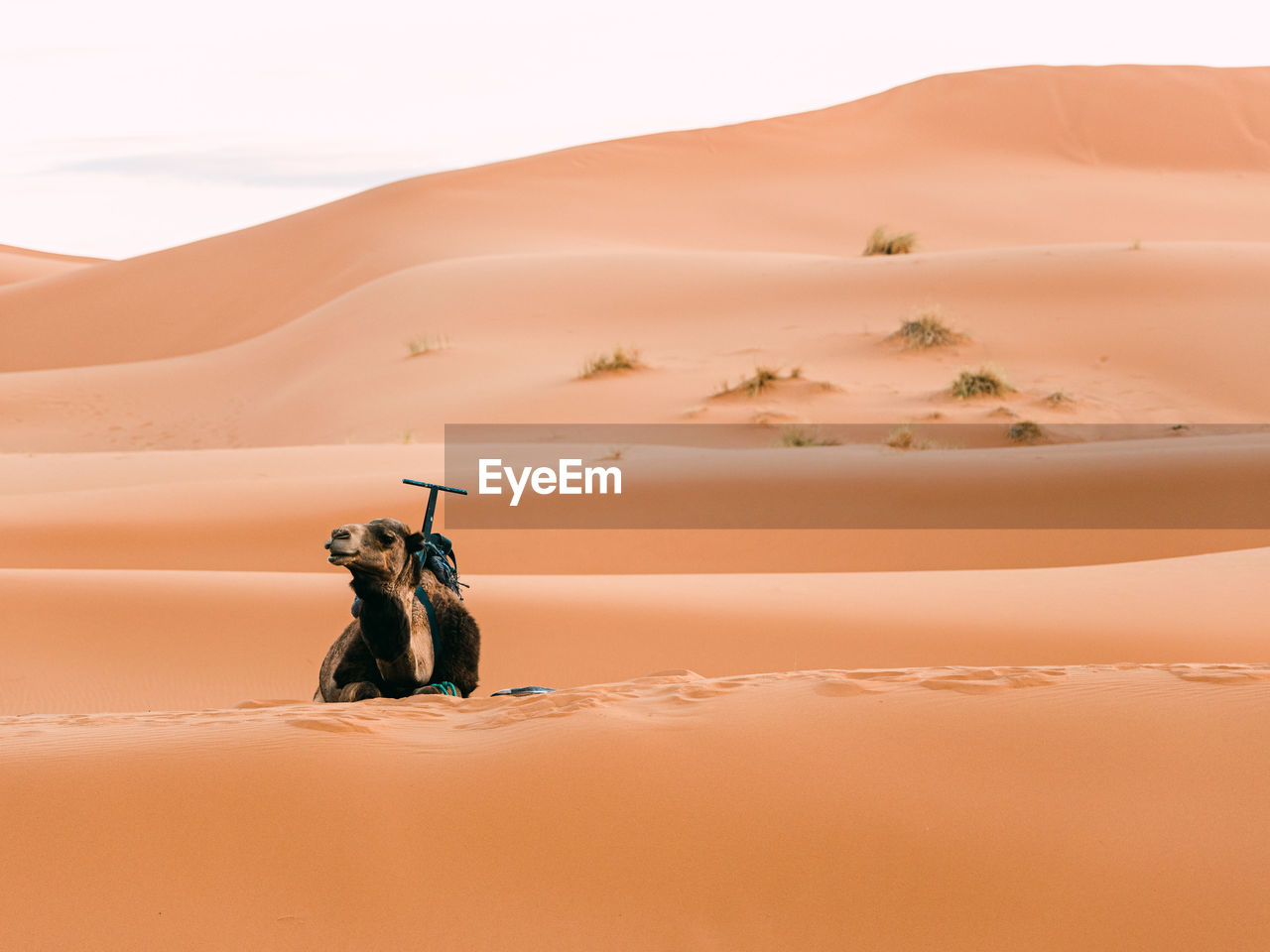 A camel resting in the desert with clear sky