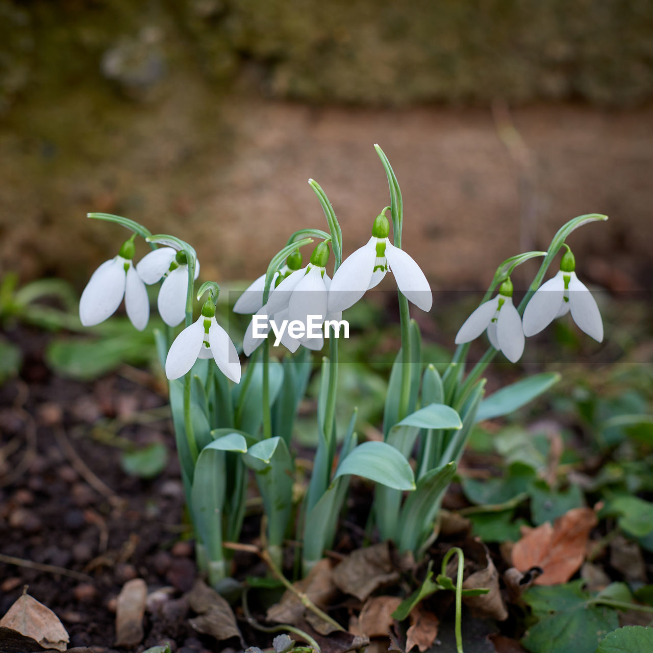 A bunch of blooming snowdrops, sofia, bulgaria