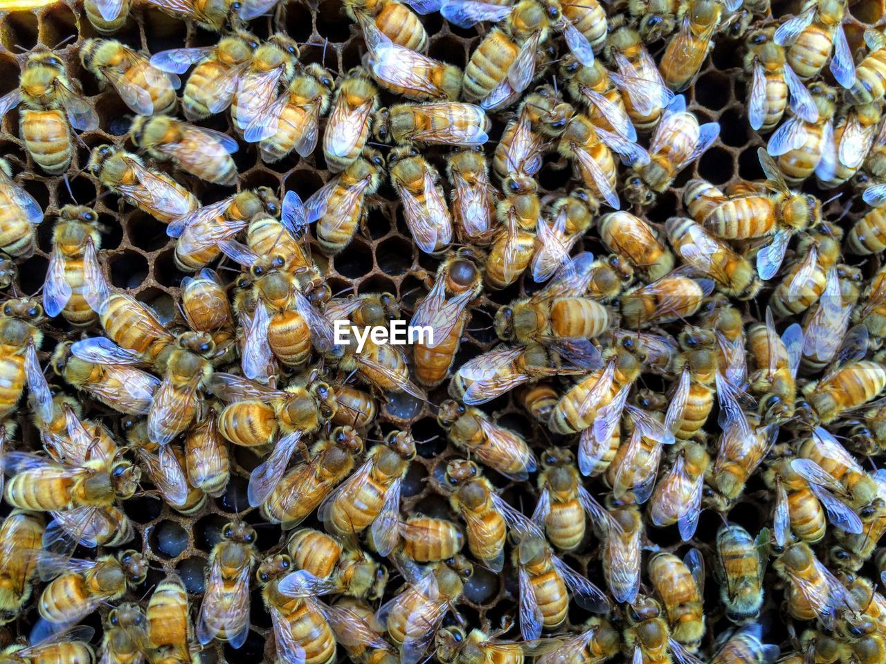 Italian honey bee queen and workers in beehive on honeycomb laying eggs and attending the queen