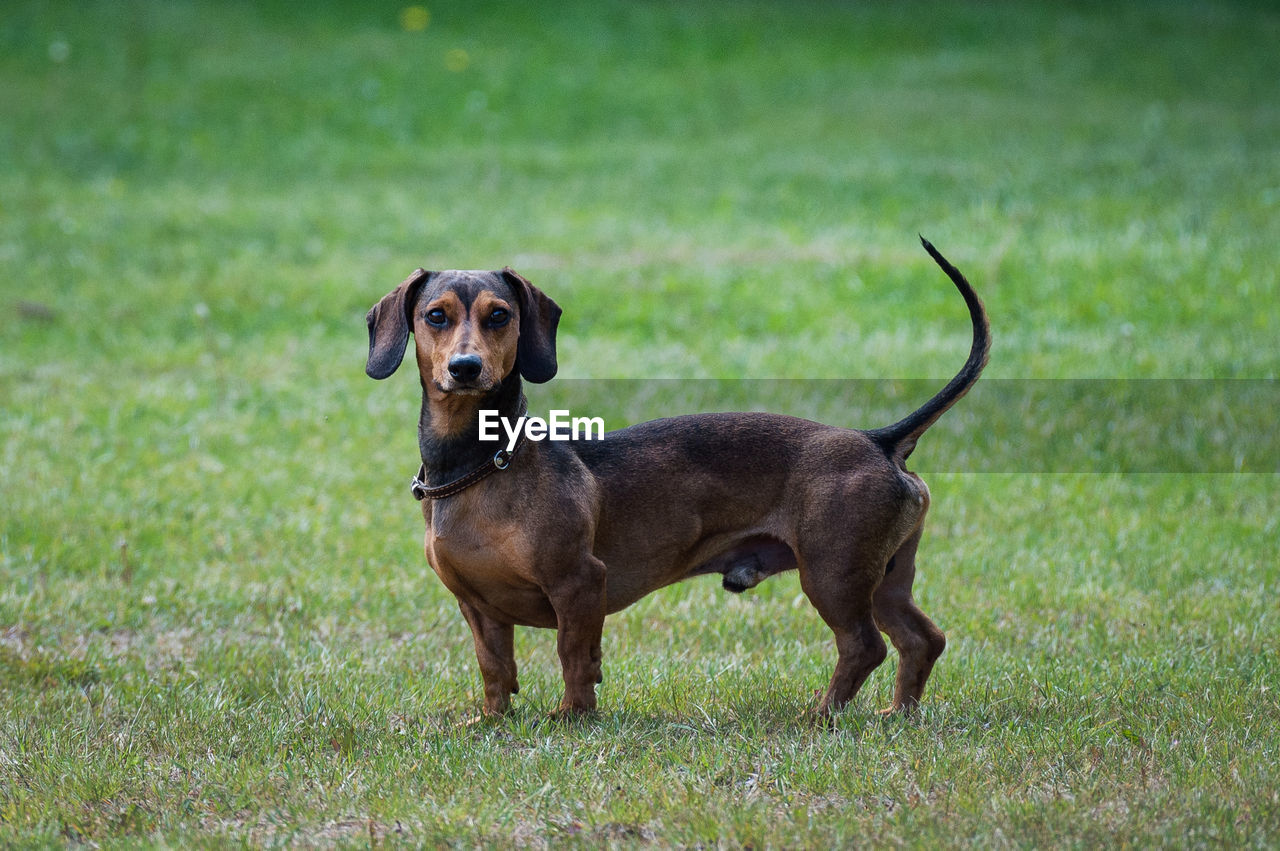 PORTRAIT OF DOG STANDING ON GRASS