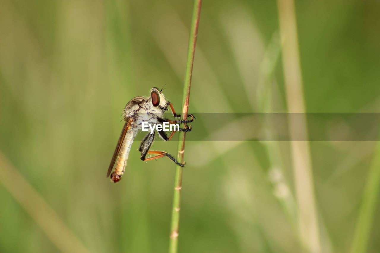 CLOSE-UP OF INSECT ON A PLANT