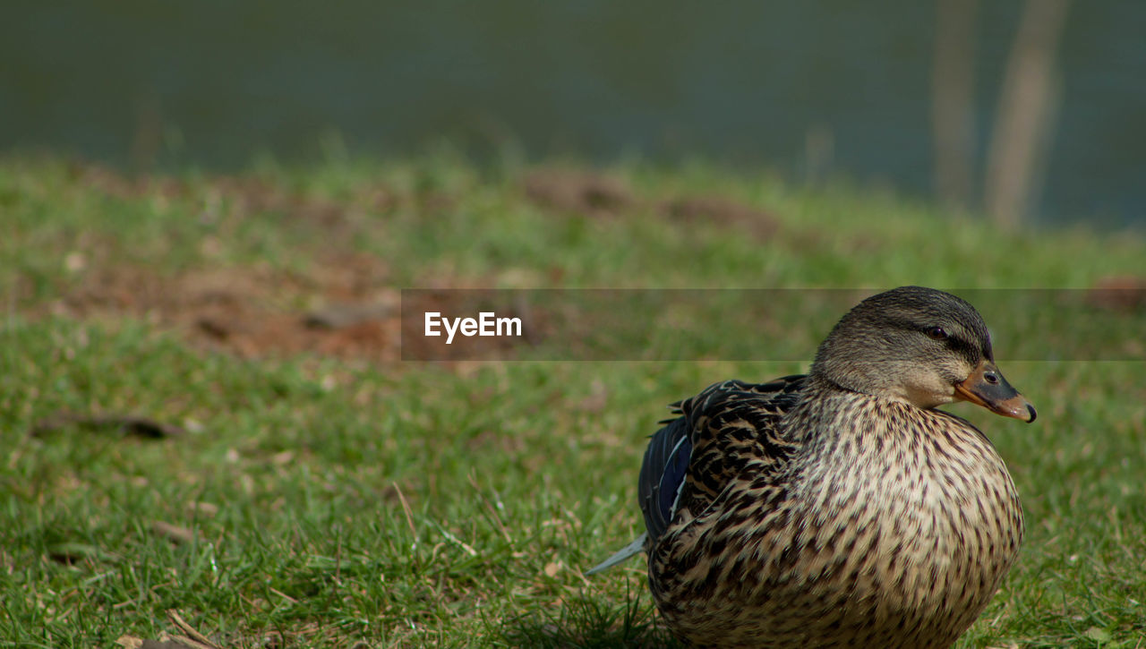 Close-up of duck on grassy field