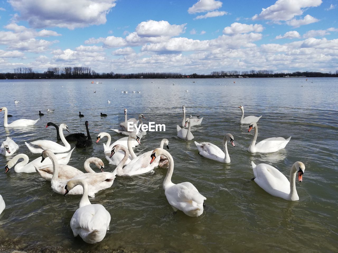 FLOCK OF SWANS IN LAKE