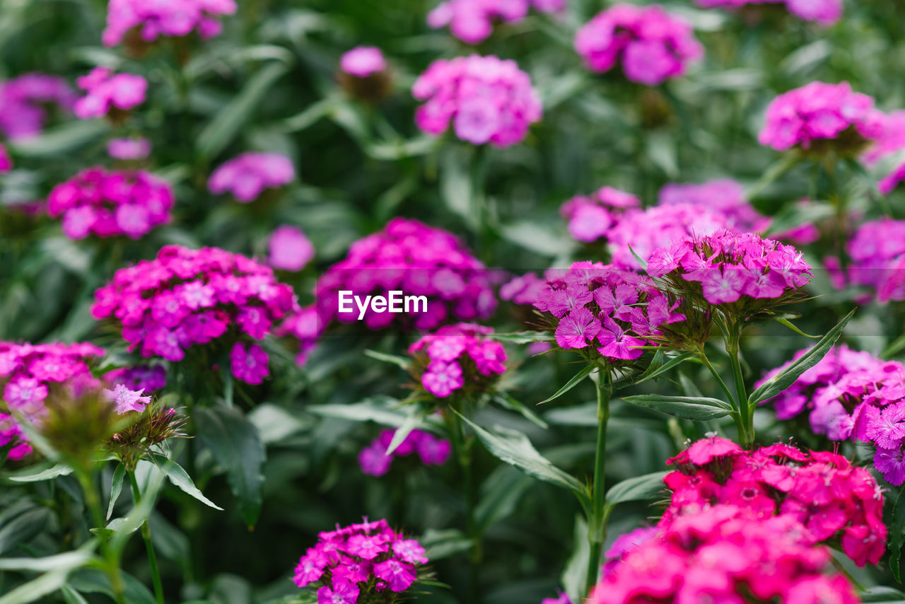 Beautiful bright pink flowers of turkish carnation in the summer garden