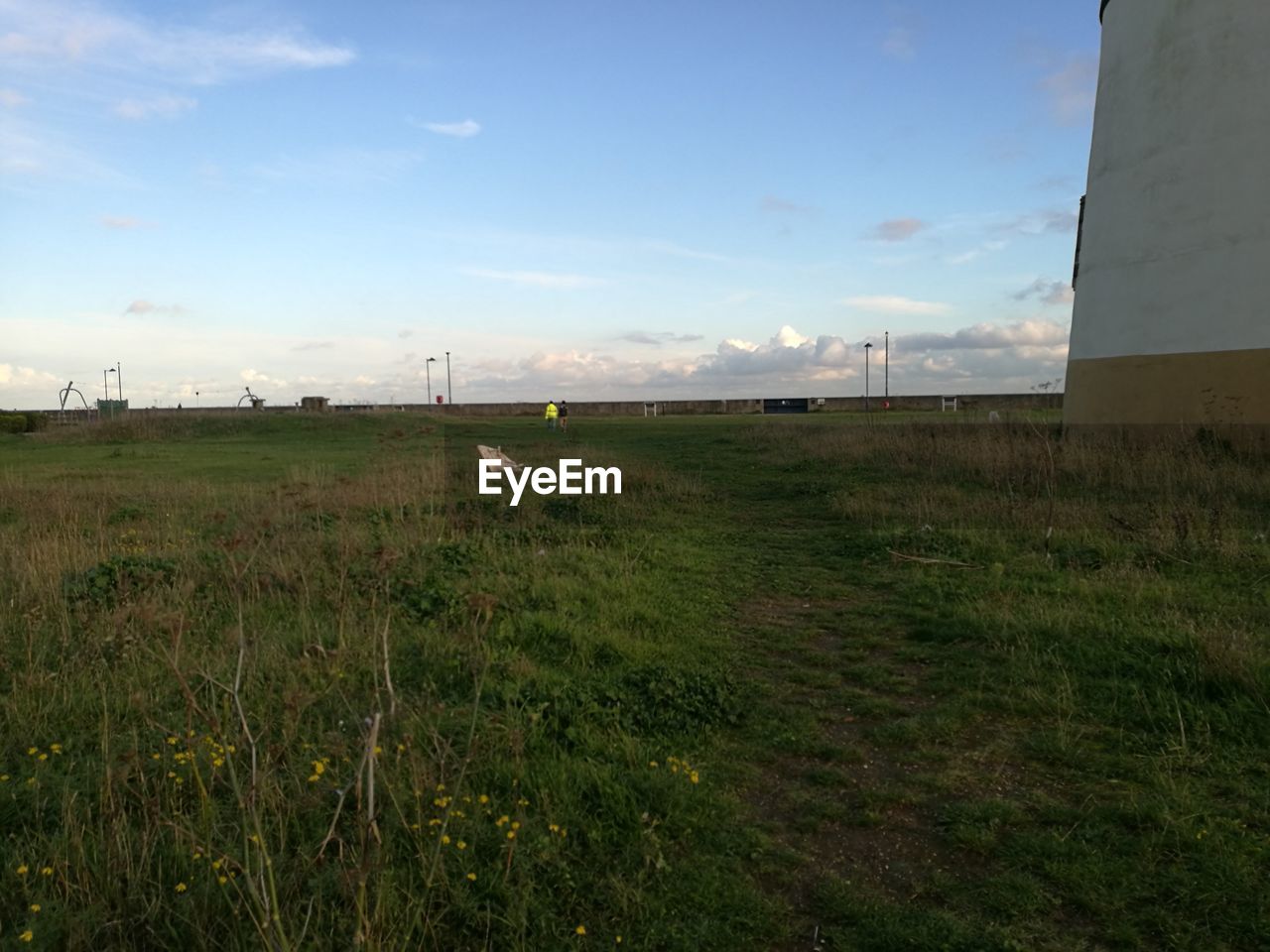 VIEW OF SHEEP ON GRASSY FIELD