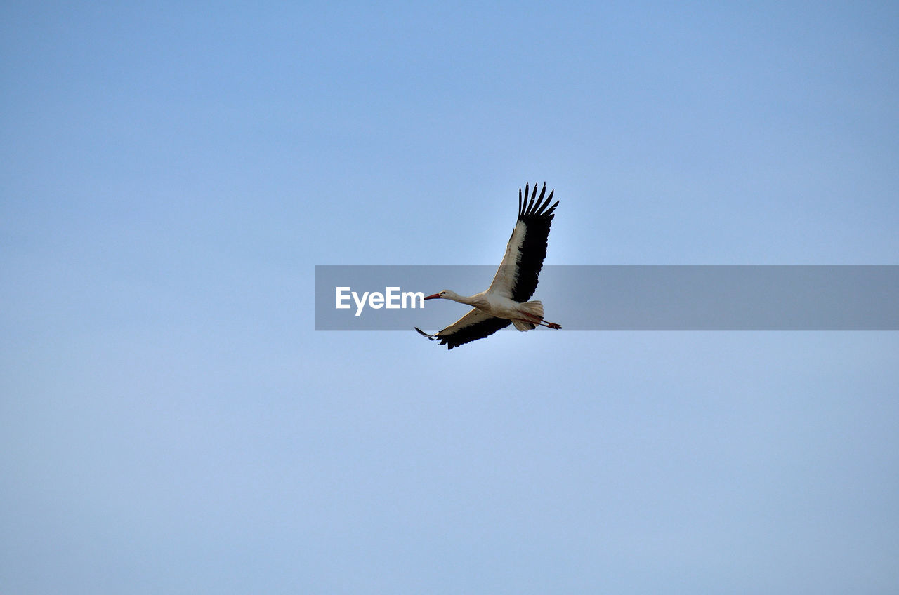 Low angle view of white stork flying against clear sky