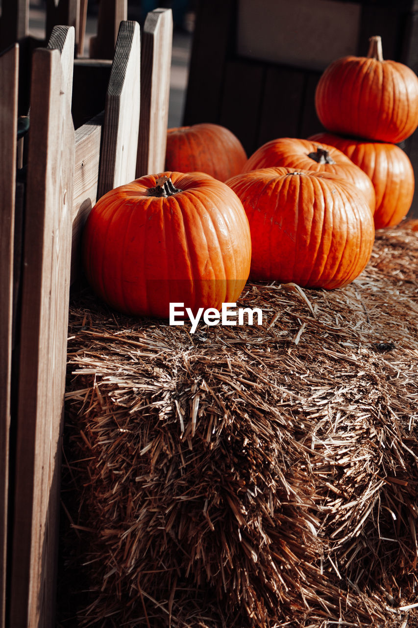 Close-up of pumpkins on field