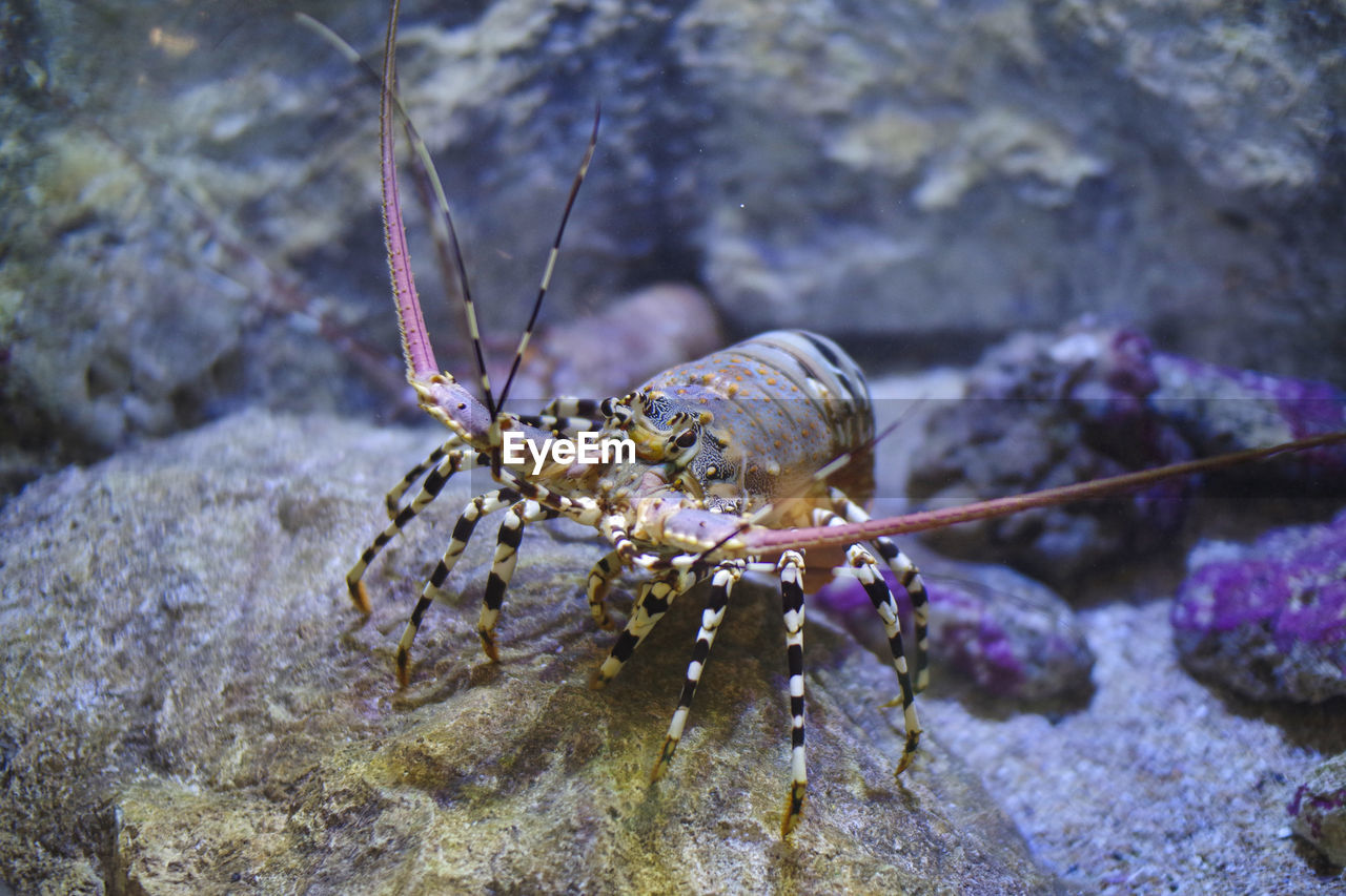 A crab on a stone is looking for something to eat