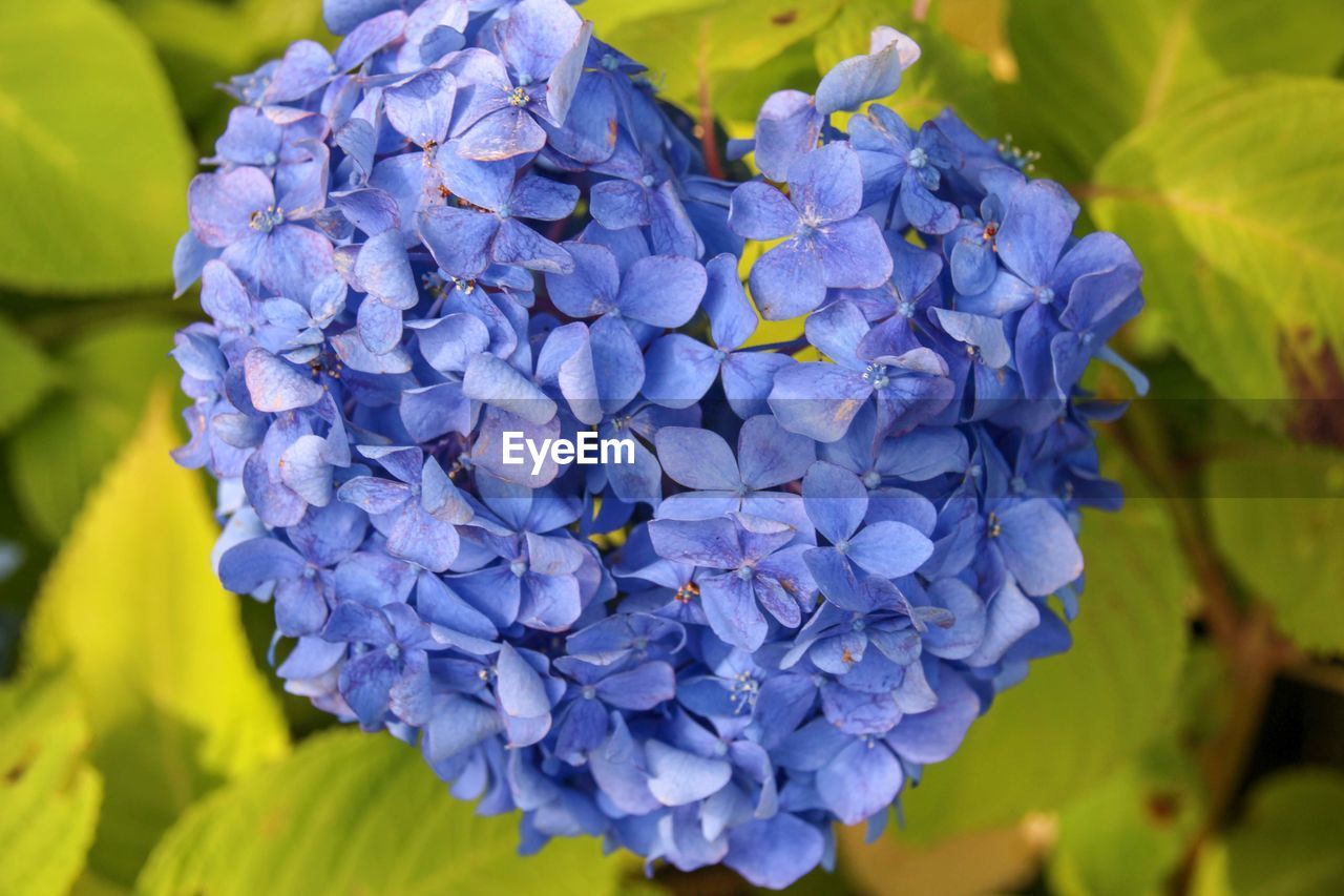 Close-up of blue hydrangea flowers