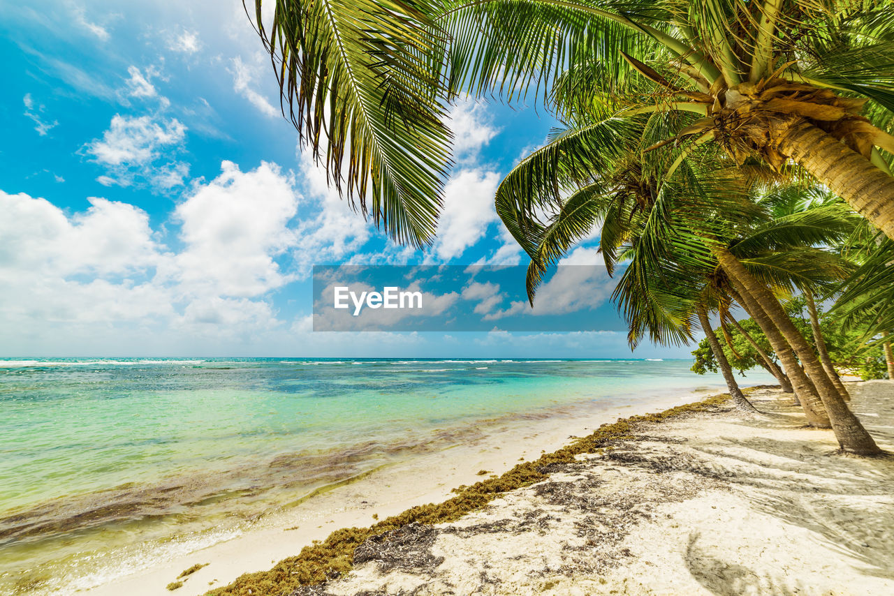 SCENIC VIEW OF PALM TREES ON BEACH