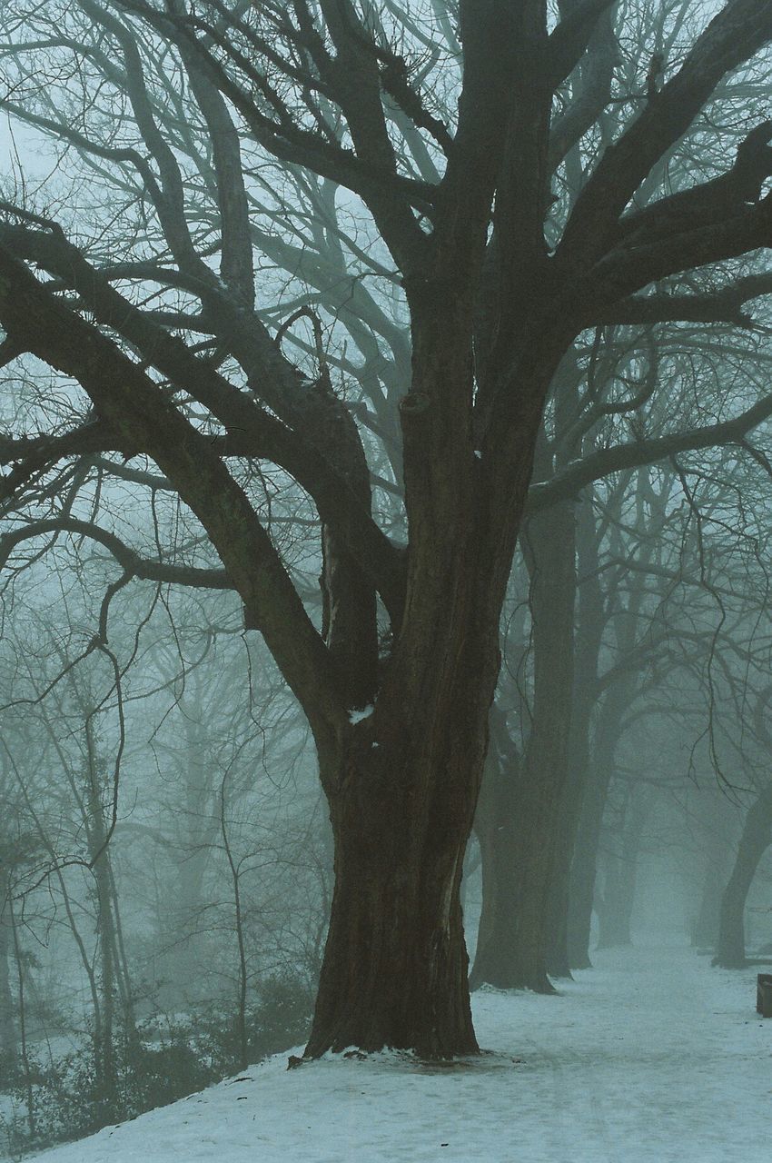 VIEW OF BARE TREES IN SNOW