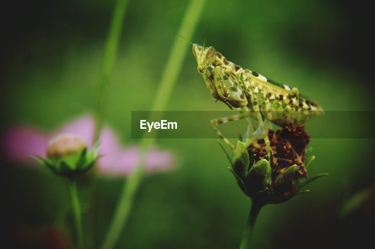 CLOSE-UP OF INSECT ON PLANT