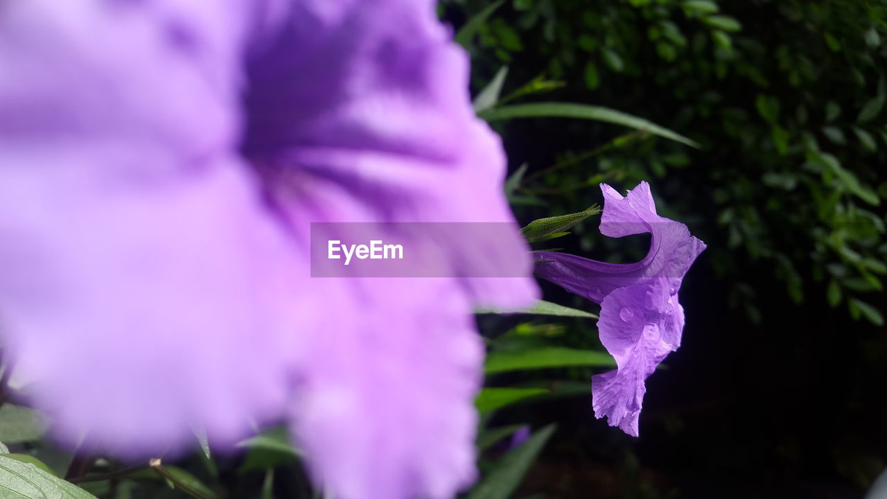 CLOSE-UP OF PURPLE IRIS FLOWER BLOOMING OUTDOORS