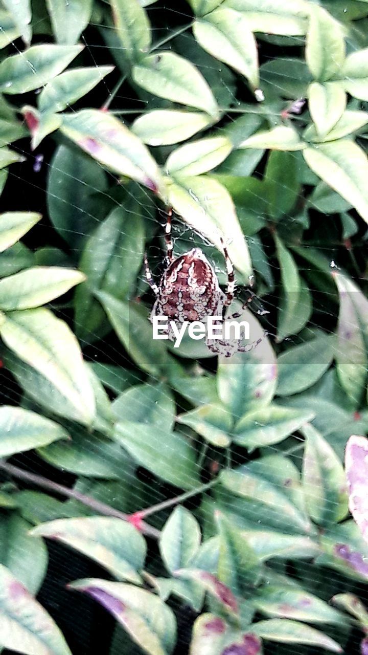 CLOSE-UP OF SNAKE ON PLANT