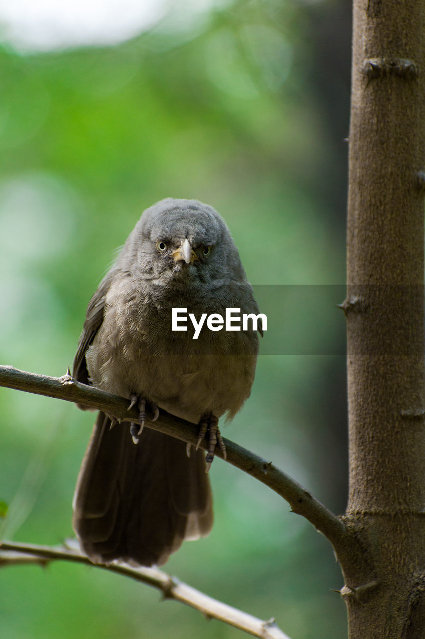 Close-up of jungle babbler bird perching on branch